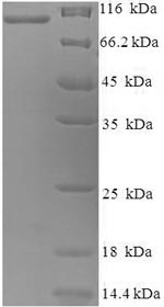 Greater than 90% as determined by SDS-PAGE.