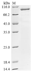 Greater than 85% as determined by SDS-PAGE.Recombinant Human Maltase-Glucoamylase, Intestinal (MGAM) Protein (His)