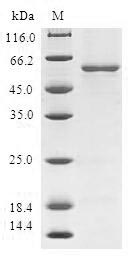 Greater than 90% as determined by SDS-PAGE.Recombinant Human Monoglyceride Lipase (MGLL) Protein (GST)
