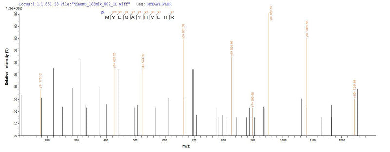 Based on the SEQUEST from database of E.coli host and target protein, the LC-MS/MS Analysis result of this product could indicate that this peptide derived from E.coli-expressed Mus musculus (Mouse) Mgll.Recombinant Mouse Monoglyceride Lipase (MGLL) Protein (His-SUMO)