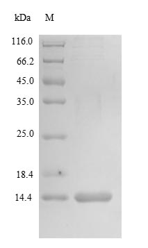 Greater than 90% as determined by SDS-PAGE.Recombinant Human Matrix Gla Protein (MGP) Protein (His&Myc)
