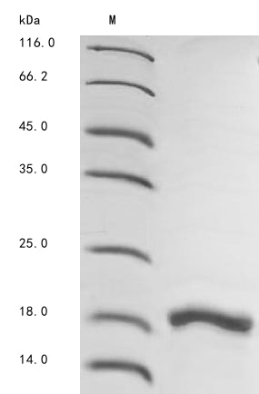 Greater than 90% as determined by SDS-PAGE.Recombinant Mouse Macrophage Migration Inhibitory Factor (MIF) Protein (His)