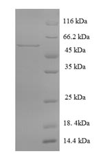 Greater than 90% as determined by SDS-PAGE.