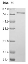 Greater than 90% as determined by SDS-PAGE.