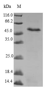 Greater than 90% as determined by SDS-PAGE.