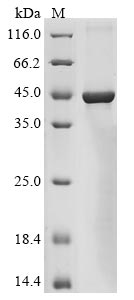Greater than 85% as determined by SDS-PAGE.Recombinant Human Promotilin (MLN) Protein (His-GST&Myc)