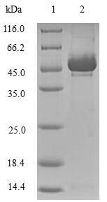 Greater than 90% as determined by SDS-PAGE.Recombinant Human Stromelysin-2 (MMP10) Protein (His)