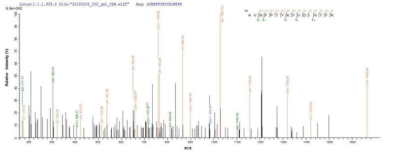 Based on the SEQUEST from database of E.coli host and target protein, the LC-MS/MS Analysis result of this product could indicate that this peptide derived from E.coli-expressed Homo sapiens (Human) MMP12.Recombinant Human Macrophage Metalloelastase (MMP12) Protein (His)