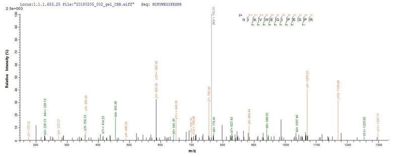 Based on the SEQUEST from database of E.coli host and target protein, the LC-MS/MS Analysis result of this product could indicate that this peptide derived from E.coli-expressed Homo sapiens (Human) MMP14.