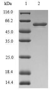Greater than 90% as determined by SDS-PAGE.Recombinant Human Stromelysin-1 (MMP3) Protein (His-SUMO)