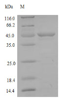 Greater than 90% as determined by SDS-PAGE.Recombinant Rat Matrilysin (MMP7) Protein (GST)