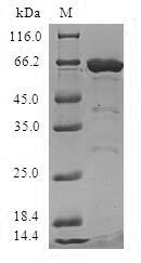 Greater than 90% as determined by SDS-PAGE.