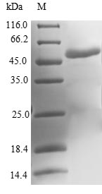 Greater than 90% as determined by SDS-PAGE.