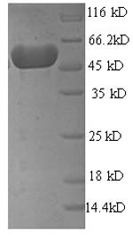 Greater than 90% as determined by SDS-PAGE.