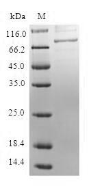 Greater than 90% as determined by SDS-PAGE.