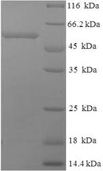 Greater than 90% as determined by SDS-PAGE.Recombinant Human Thrombopoietin Receptor (MPL) Protein (His)