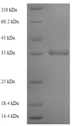 Greater than 90% as determined by SDS-PAGE.