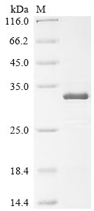 Greater than 85% as determined by SDS-PAGE.Recombinant Human Ras-Related Protein M-Ras (MRAS) Protein (His&Myc)