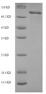 Greater than 90% as determined by SDS-PAGE.Recombinant Human Macrophage Mannose Receptor 1 (MRC1) Protein (His-SUMO)