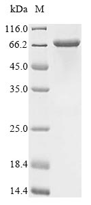 Greater than 85% as determined by SDS-PAGE.Recombinant Human Macrophage Mannose Receptor 1 (MRC1) Protein (His)