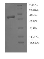 Greater than 90% as determined by SDS-PAGE.