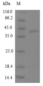 Greater than 90% as determined by SDS-PAGE.