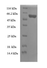 Greater than 90% as determined by SDS-PAGE.