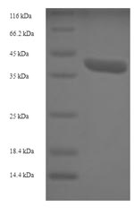Greater than 90% as determined by SDS-PAGE.