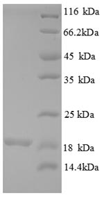 Greater than 90% as determined by SDS-PAGE.