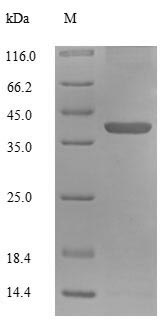 Greater than 90% as determined by SDS-PAGE.
