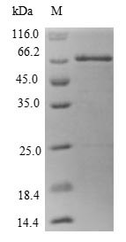 Greater than 90% as determined by SDS-PAGE.