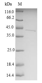 Greater than 90% as determined by SDS-PAGE.