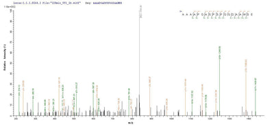 Based on the SEQUEST from database of E.coli host and target protein, the LC-MS/MS Analysis result of this product could indicate that this peptide derived from E.coli-expressed Homo sapiens (Human) MSH6.