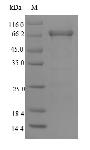 Greater than 90% as determined by SDS-PAGE.