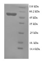 Greater than 90% as determined by SDS-PAGE.