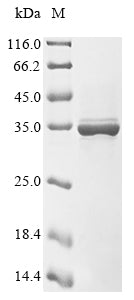 Greater than 85% as determined by SDS-PAGE.