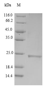 Greater than 90% as determined by SDS-PAGE.
