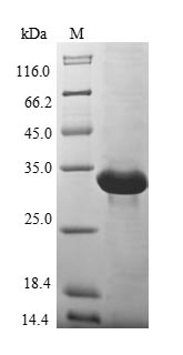 Greater than 90% as determined by SDS-PAGE.