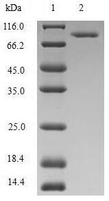 Greater than 90% as determined by SDS-PAGE.