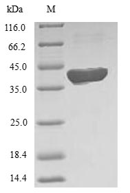 Greater than 90% as determined by SDS-PAGE.