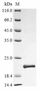 Greater than 90% as determined by SDS-PAGE.Recombinant Ailuropoda Melanoleuca Fanconi-Associated Nuclease 1 (FAN1) Protein (His&Myc)