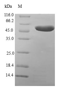 Greater than 90% as determined by SDS-PAGE.