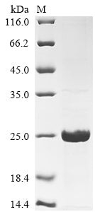 Greater than 90% as determined by SDS-PAGE.Recombinant Human Mucin-1 (MUC1) Protein (His)