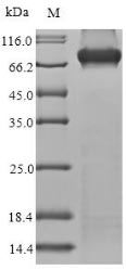 Greater than 85% as determined by SDS-PAGE.Recombinant Human Methylmalonyl-Coa Mutase, Mitochondrial (MMUT) Protein (His)