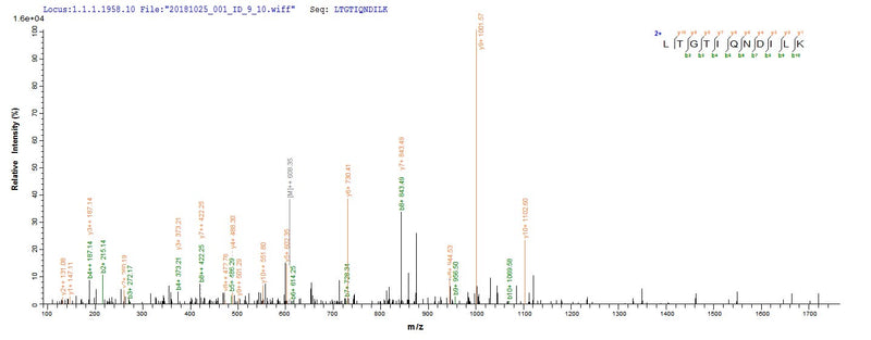 Based on the SEQUEST from database of E.coli host and target protein, the LC-MS/MS Analysis result of this product could indicate that this peptide derived from E.coli-expressed Mus musculus (Mouse) Mut.Recombinant Mouse Methylmalonyl-Coa Mutase, Mitochondrial (MMUT) Protein (His)