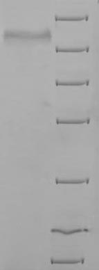 Greater than 90% as determined by SDS-PAGE.Recombinant Mouse Methylmalonyl-Coa Mutase, Mitochondrial (MMUT) Protein (His)