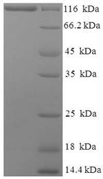 Greater than 90% as determined by SDS-PAGE.