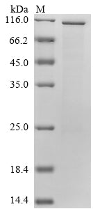 Greater than 85% as determined by SDS-PAGE.