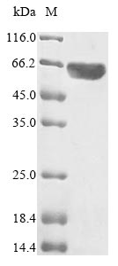 Greater than 90% as determined by SDS-PAGE.Recombinant Human Myc Proto-Oncogene Protein (MYC) Protein (His)