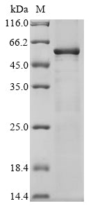 Greater than 85% as determined by SDS-PAGE.